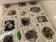 Spalvinimo knygelė su gyvūnais ir lipdukais