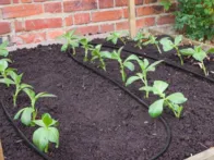 Lašelinės laistymo žarnos rinkinys 