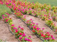 Lašelinės laistymo žarnos rinkinys 