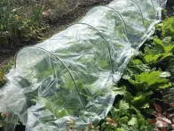 Šiltlysvė daigykla augalams standartas 2.5 x 5.5 m