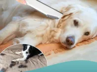 Reaguliuojama šluota gyvūnų plaukų surinkimui 3in1