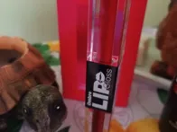 OMBRE DVIPUSIAI LŪPŲ DAŽAI IR BLIZGIS