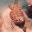 MAH